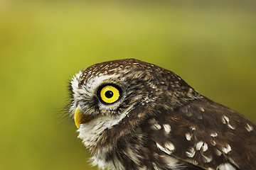 Image showing portrait of little owl over green out of focus background