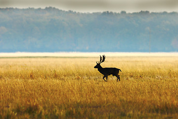 Image showing fallow deer buck in morning light