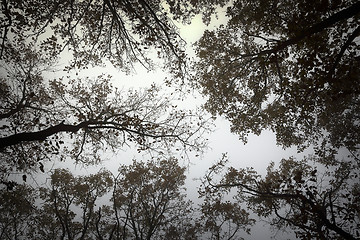 Image showing abstract view of forest canopy on a misty day