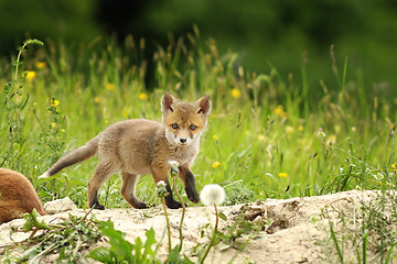 Image showing tiny red fox cub