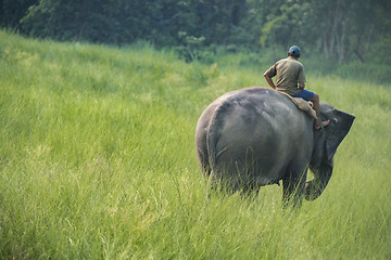 Image showing Mahout or elephant rider riding a female elephant