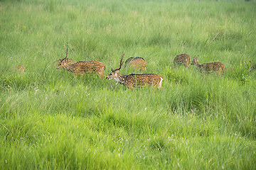 Image showing Sika or spotted deers herd in the elephant grass