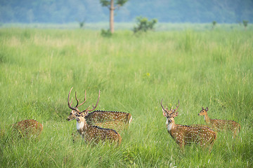 Image showing Sika or spotted deers herd in the elephant grass