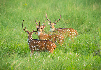 Image showing Sika or spotted deers herd in the elephant grass