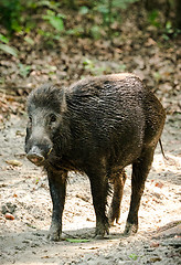 Image showing Wild boar male feeding in the jungle