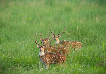 Image showing Sika or spotted deers herd in the elephant grass