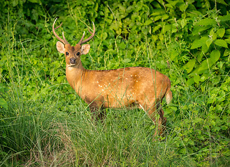 Image showing spotted or sika deer in the jungle