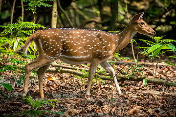 Image showing spotted or sika deer in the jungle