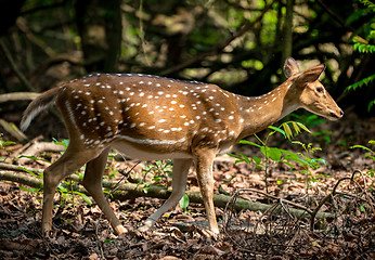 Image showing spotted or sika deer in the jungle