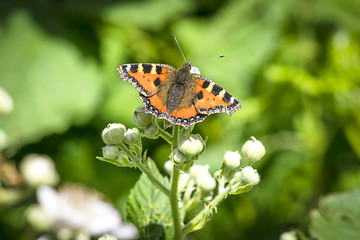 Image showing Tortoiseshell butterfly on a plant