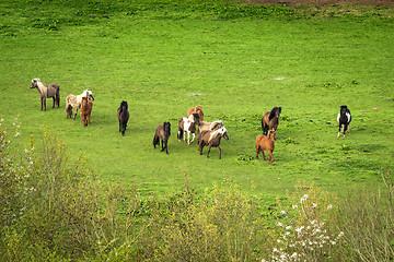 Image showing Pony herd on a green field