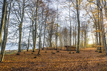 Image showing Forest scenery with a wooden shelter