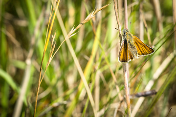 Image showing Orange Venata moth hanging on a straw