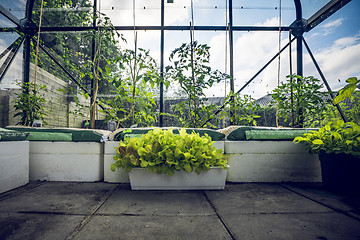 Image showing Green plants in a small greenhouse