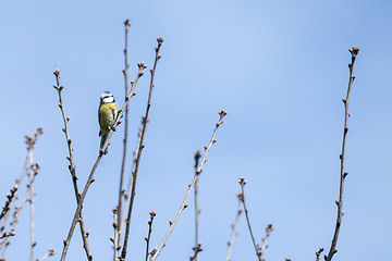 Image showing Blue tit on a small twig in the spring