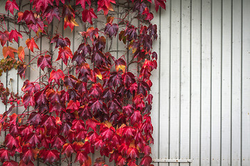 Image showing Autumn maple in red colors climbing a wooden wall