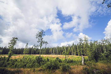 Image showing Forest clearing surrounded by tall pine trees