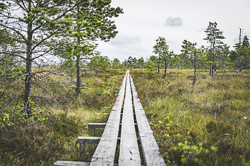 Image showing Wooden planks in wild nature with pine trees