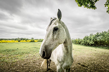 Image showing Horse close-up on a field in cloudy weather