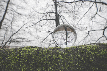 Image showing Glass orb on a large branch covered with green moss