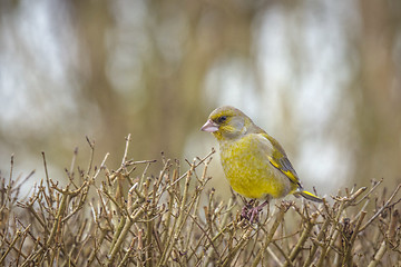 Image showing European greenfinch bird on a bush in a garden