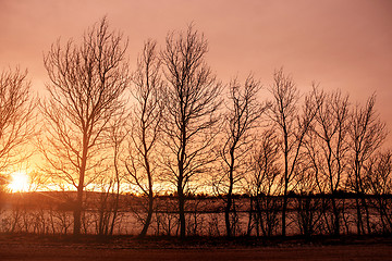 Image showing Sunrise behind barenaked tree silhouettes