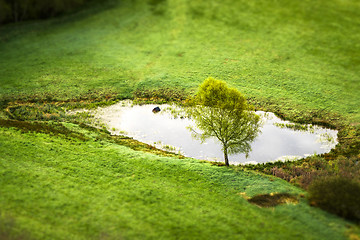 Image showing Lonely tree by a small pond on a green rural field