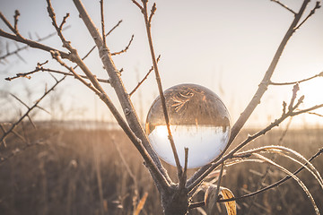 Image showing Glass orb in a tree on a cold morning