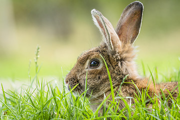 Image showing Brown rabbit hiding in green grass in the spring