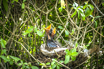 Image showing Blackbird youngsters waiting for thier mother