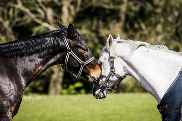 Image showing Two horses kissing on a rural field