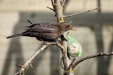 Image showing Blackbird in a tree with a birdfeeder with seeds