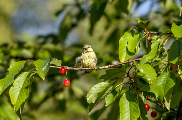 Image showing Newly hatched blue tit bird in a cherry tree