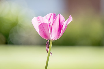 Image showing Single pink tulip in a garden with bokeh lights