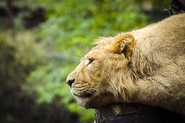 Image showing Lion relaxing in the rain with green plants
