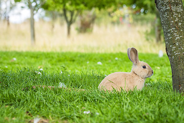 Image showing Rabbit under a tree in a garden