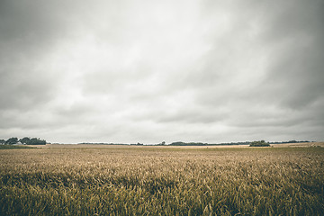 Image showing Golden crops on a rural field in the summer