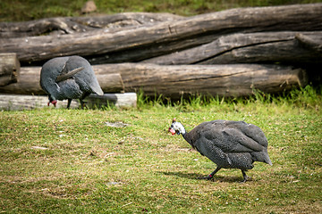 Image showing Turkeys feeding on green grass in the summer