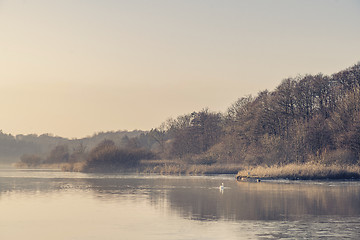 Image showing Swan on a misty lake near a forest in the morning