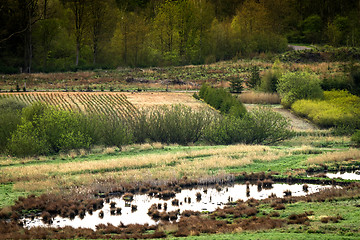 Image showing Landscape in a swamp area with water and fields