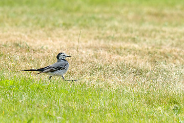 Image showing Wagtail walking on a green lawn in the spring