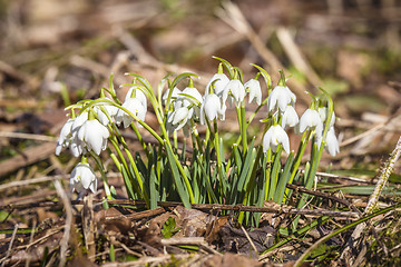 Image showing Snowdrop flowers in the forest