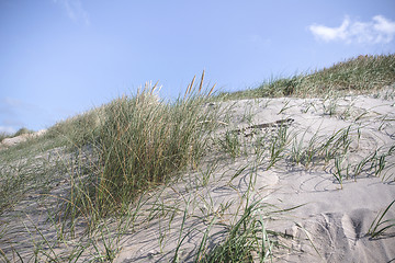 Image showing Dune with fresh lyme grass in the sand