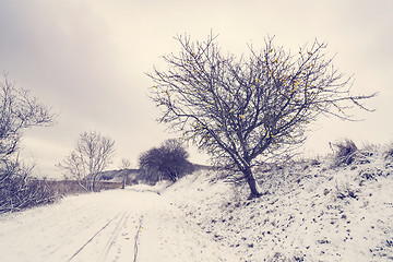 Image showing Road covered with snow with an appletree