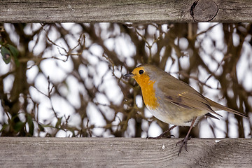 Image showing European Robin with a red breast