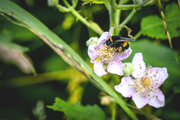 Image showing Bumblebee on a white flower in a garden