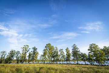 Image showing Trees in front of a lake in the summer