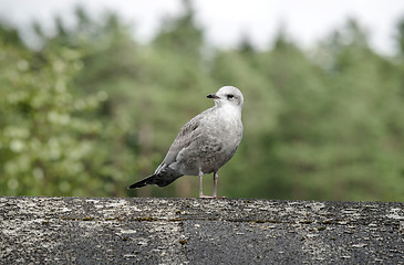 Image showing Young common gull standing on a wooden log