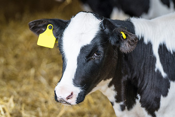 Image showing Black and white calf standing in a stable