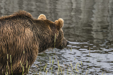 Image showing Bear fishing by the water